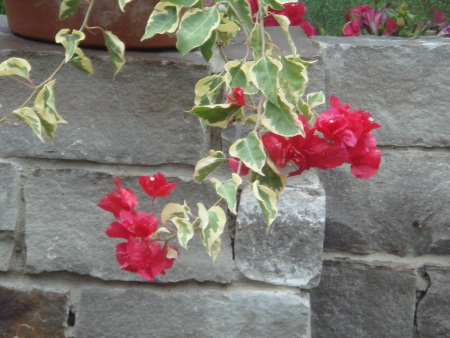 flowers on wall