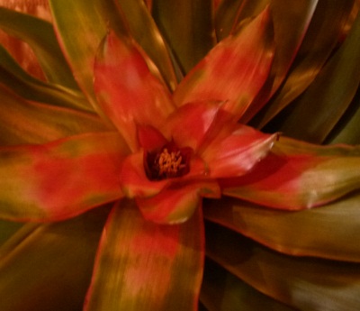 red cactus petals