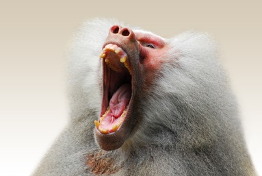 screaming baboon