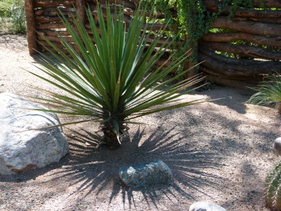 yucca in shadow